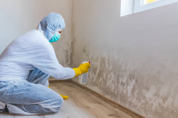 Licensed Mold Testing service in Elkton, VA - WQB Mold Removal
